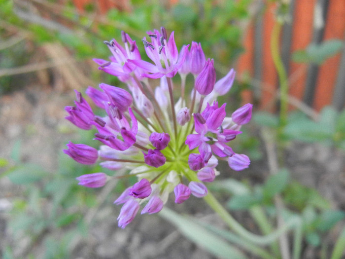 Allium Purple Sensation (2012, April 30)