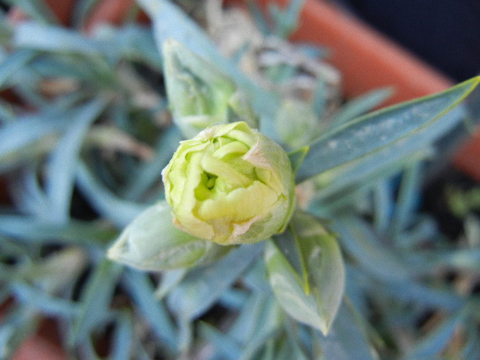 Dianthus Adorable JADE (2012, Apr.28)