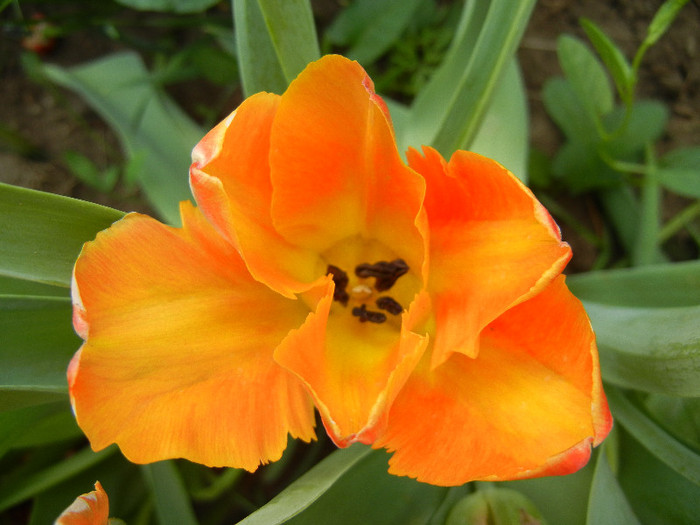 Tulipa Orange Favorite (2012, May 04)