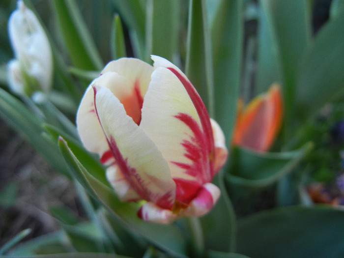 Tulipa Ice Follies (2012, April 28)