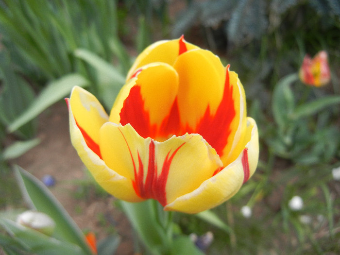 Tulipa La Courtine (2012, April 26)