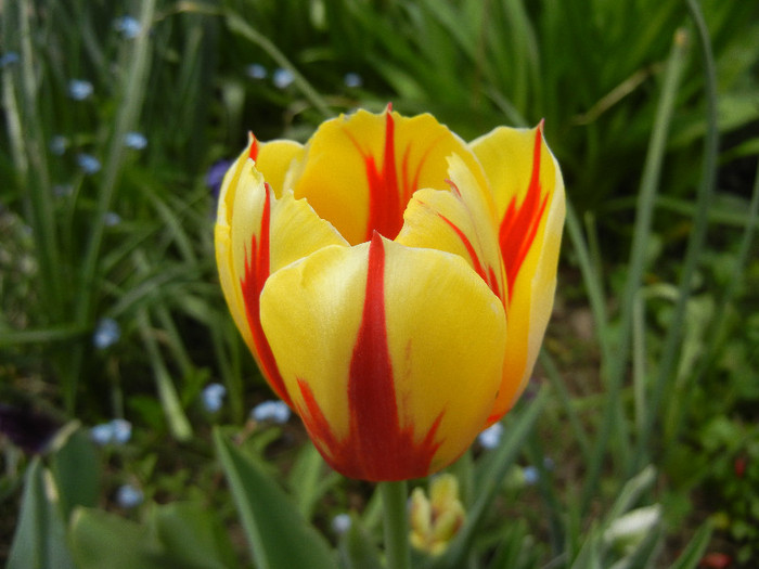 Tulipa La Courtine (2012, April 26)