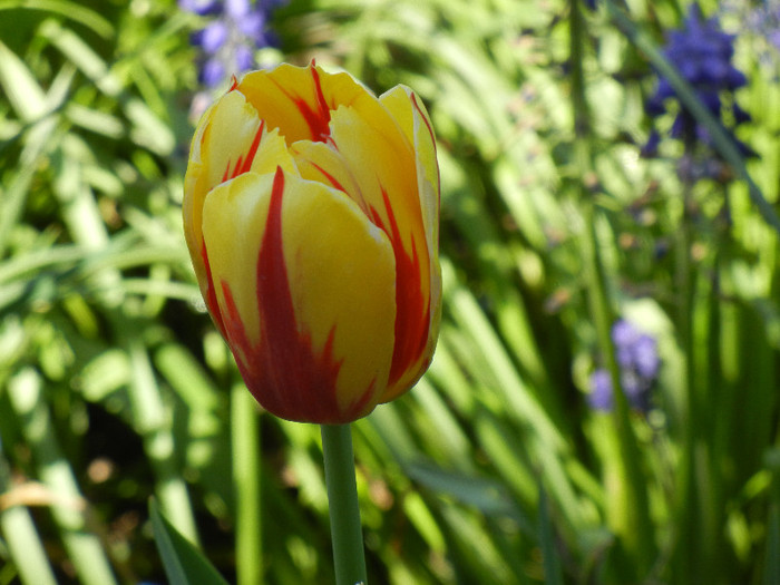 Tulipa La Courtine (2012, April 27)