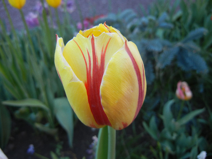 Tulipa La Courtine (2012, April 28)