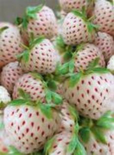 Capsuni soi anabela (pineberry)Albi-ananas