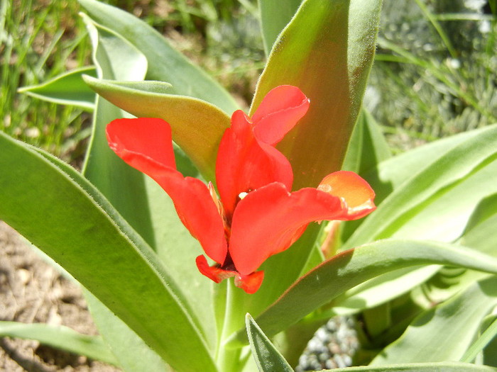 Red Tulip, black base (2012, April 22) - Red Tulip black base