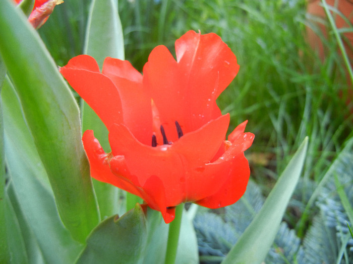 Red Tulip, black base (2012, April 27)