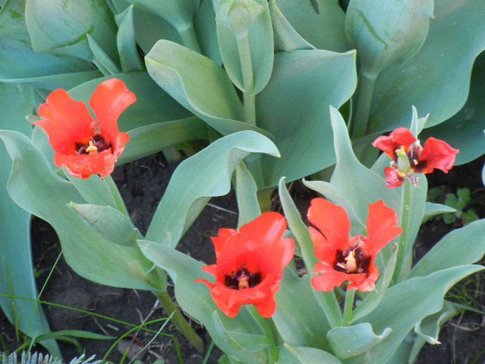 Red Tulip, black base (2012, April 28)