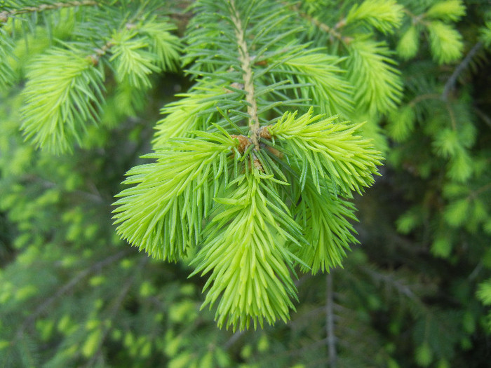 Picea abies_Molid (2012, May 03)