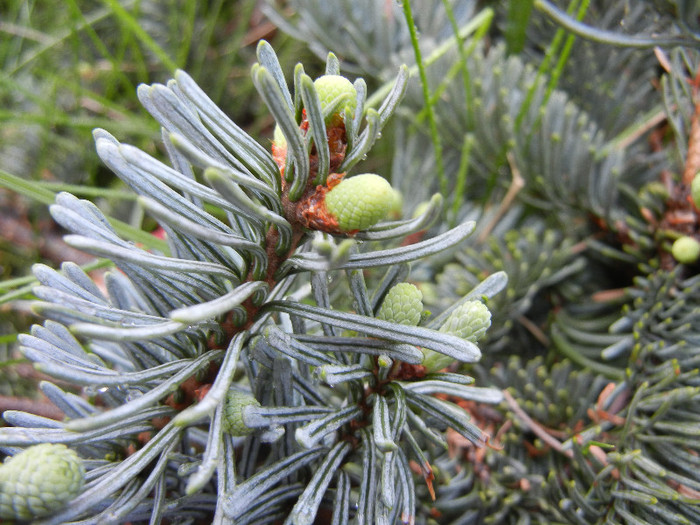 Abies procera Glauca (2012, May 04)