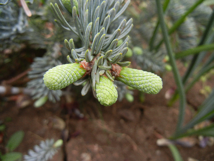 Abies procera Glauca (2012, May 09)