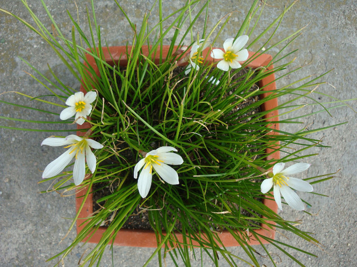 Zephyranthes candida (Lindl.) Herb.1826