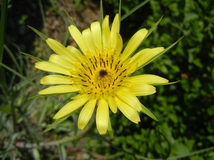 Tragopogon dubius 05may2012; Yellow salsify. Western salsify.
