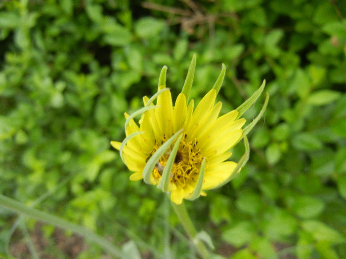 Tragopogon dubius 09may2012; Yellow salsify. Western salsify.
