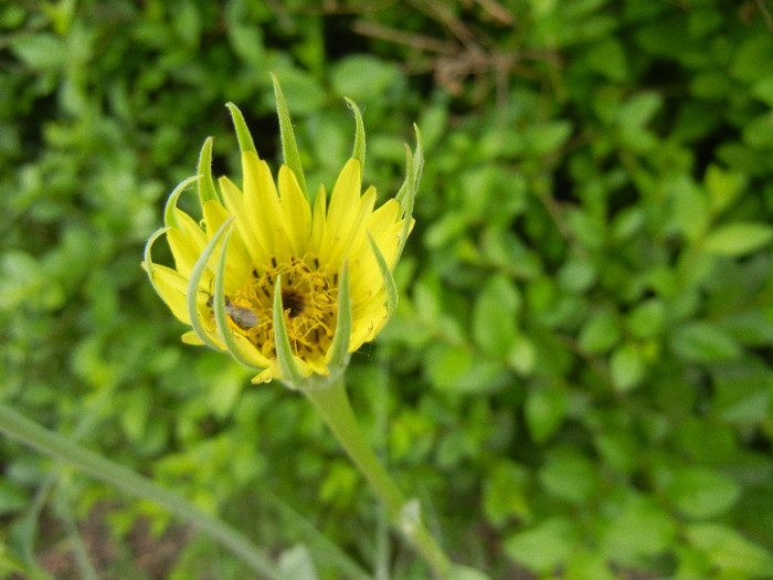 Tragopogon dubius 09may2012; Yellow salsify. Western salsify.
