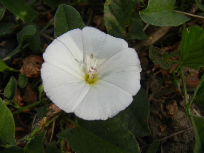 Convolvulus arvensis 07may2012 - WHITE WILDFLOWERS