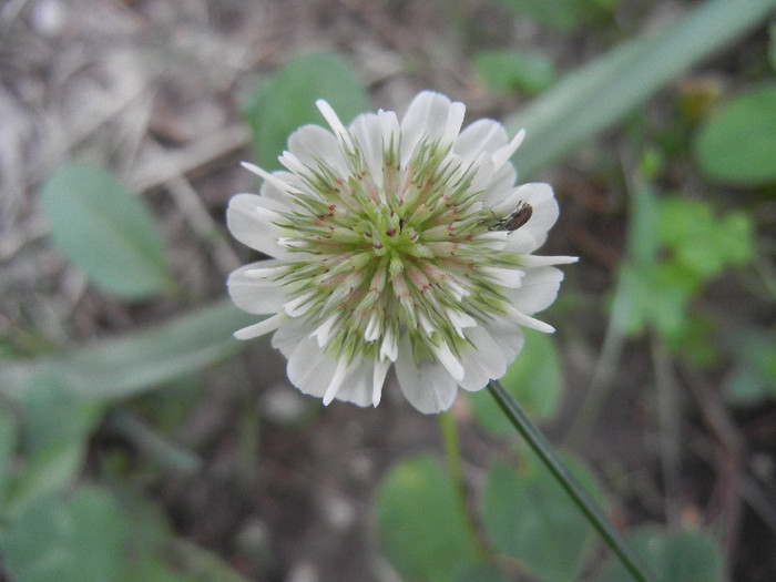 Trifolium repens 09may2012; White Clover. Dutch clover. Trifoi alb.

