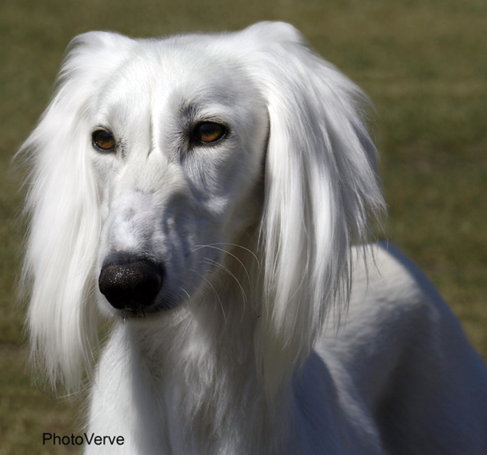 Saluki Hamzar02; saluki, rasa mea favorita de caine
