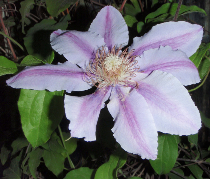 clematis mai 2012