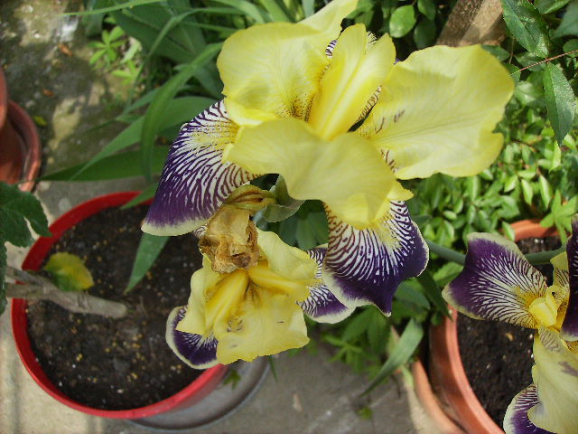 iris - flori de mai 2012 -2
