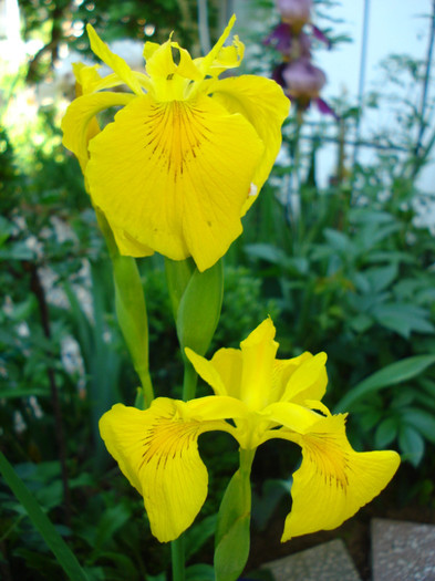Iris "Pseudacorus"
