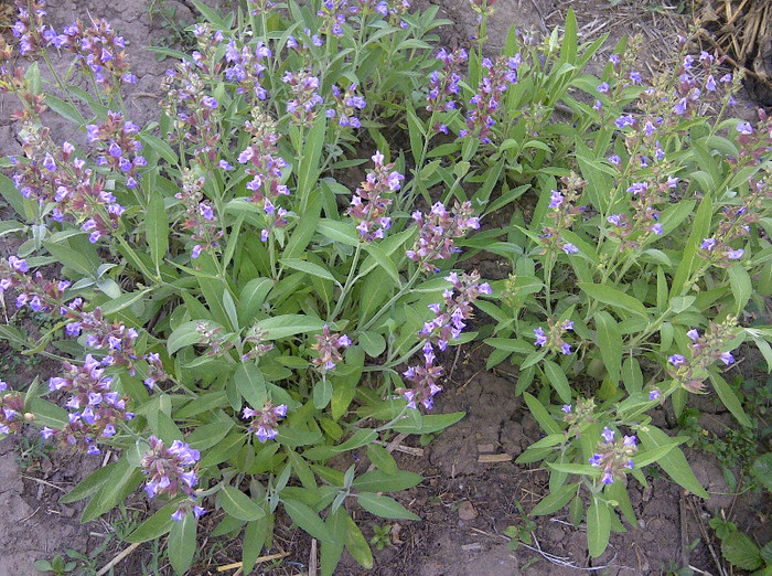 salvia - gradina 2012