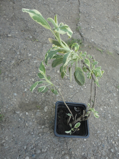 Salvie Variegata(Multumesc Penelopa!)