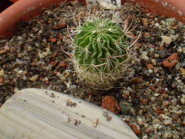 ECHINOFOSSULOCACTUS