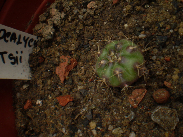 GYMNOCALICIUM ANISITSII - ACHIZITII 2012