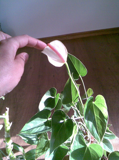 Anthurium Meme - 00001 FLORI PRIMITE