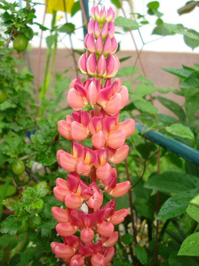 Lupin rosu-portocaliu, 15.05.2012