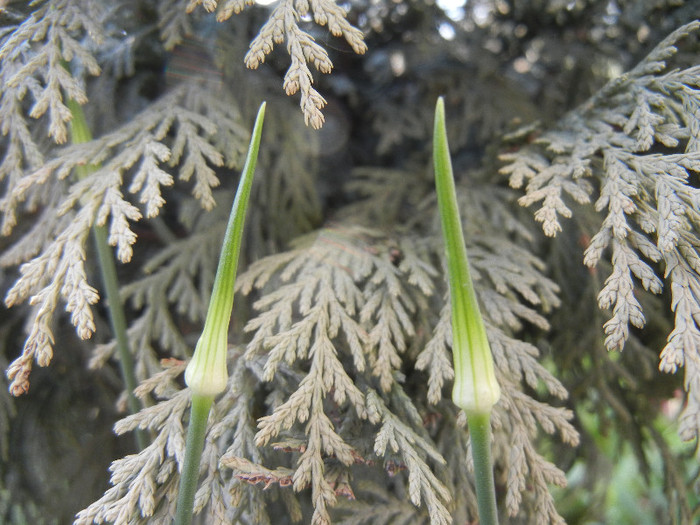 Allium Hair (2012, May 12)