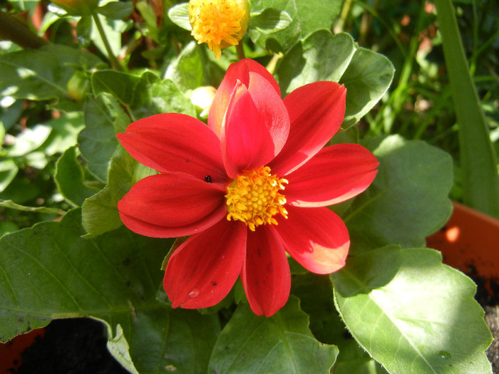 Dahlia Figaro Red (2012, May 13)