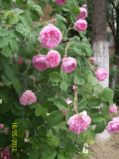 100_5743 - in cautarea trandafirilor vechi 2