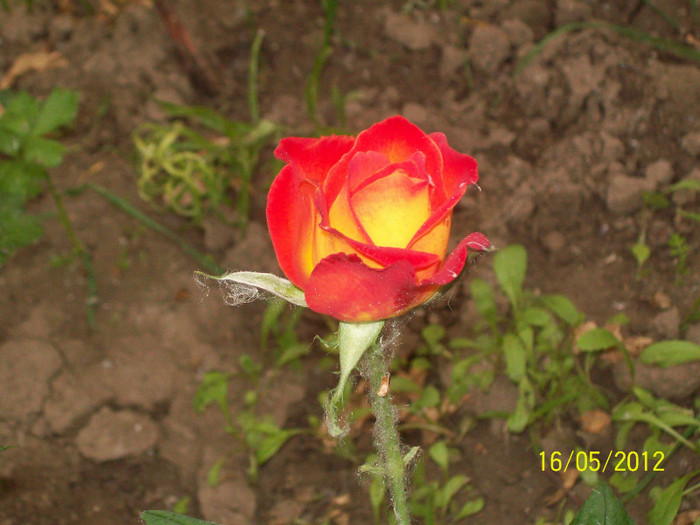 Alinka ??????? - gradina- trandafiri 2012