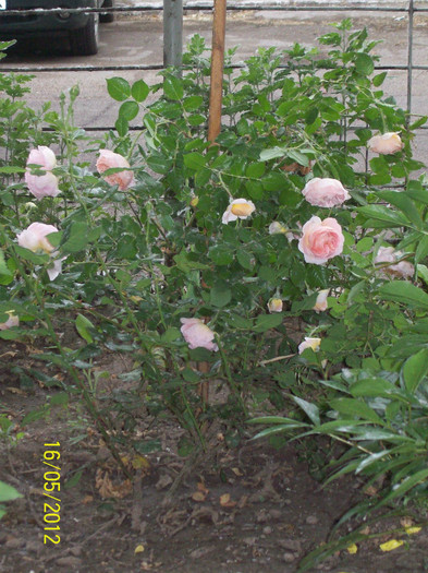 Abraham Darby- anul 2 - gradina- trandafiri 2012