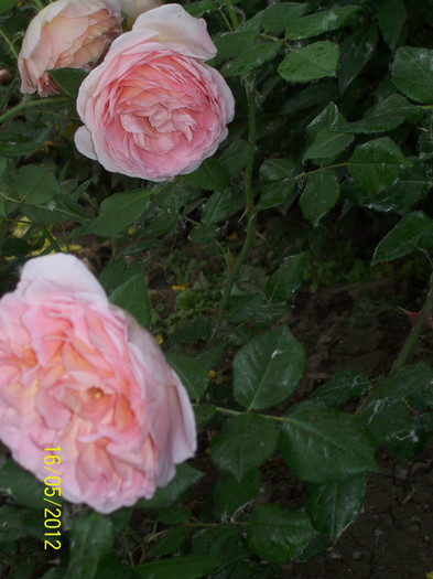 Abraham Darby - gradina- trandafiri 2012