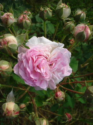 Pink-White Double Rose (2011, Jun.04)