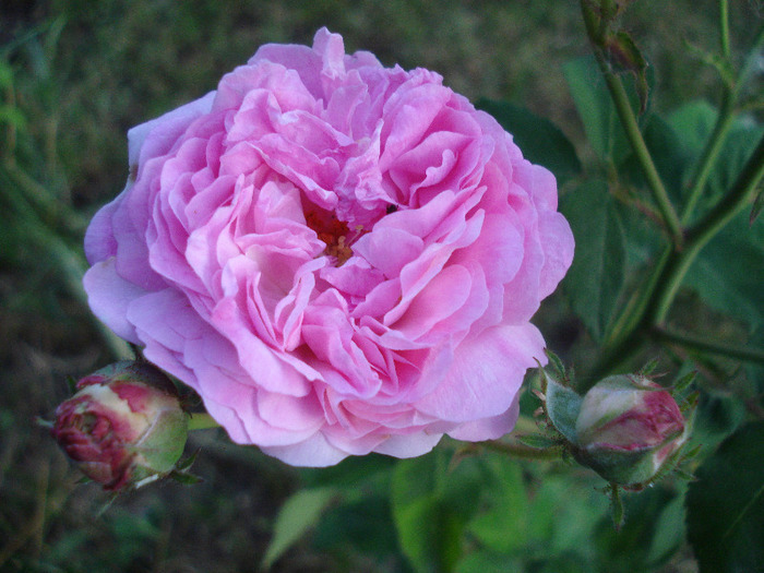 Pink-White Double Rose (2011, Jun.07)