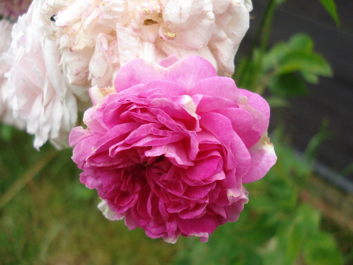 Pink-White Double Rose (2011, Jun.03)