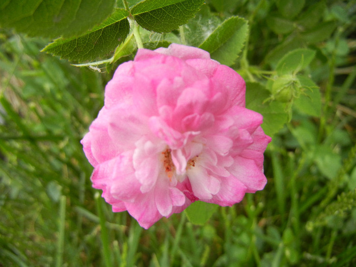 Double Pink rose, 15may2012