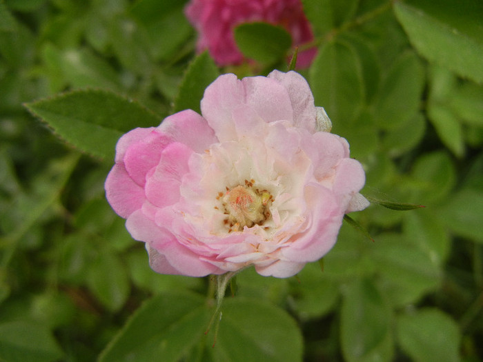 Double Pink rose, 15may2012
