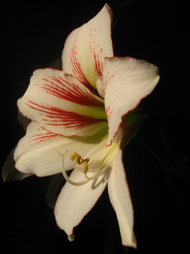 hippeastrum Lipstick