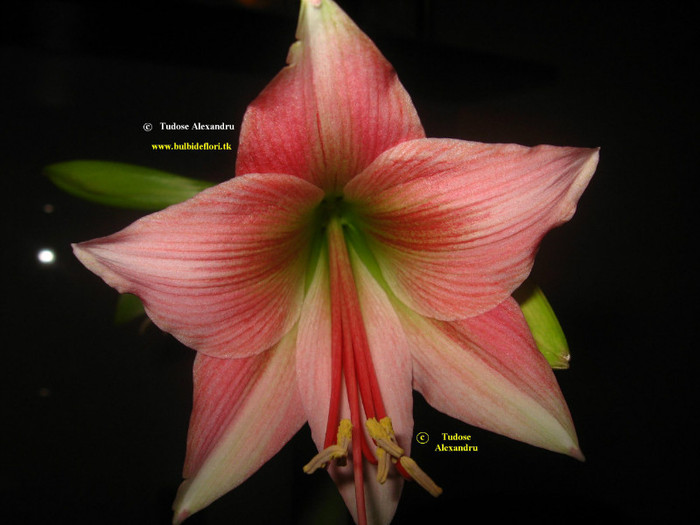 Hippeastrum Misty - Hippeastrum