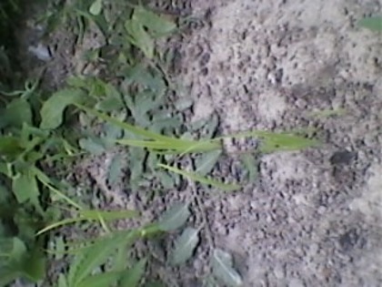 Irisi galbeni 18 mai 2012; Irisi galbeni obtinuti din seminte
