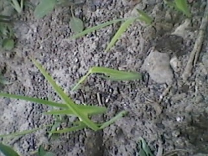 Irisi galbeni 18 mai 2012; Irisi galbeni obtinuti din seminte
