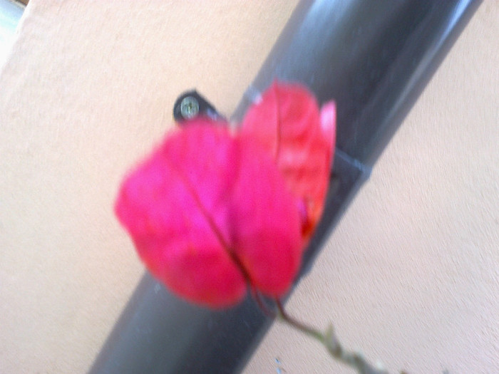 09052012429 - bougainvillea