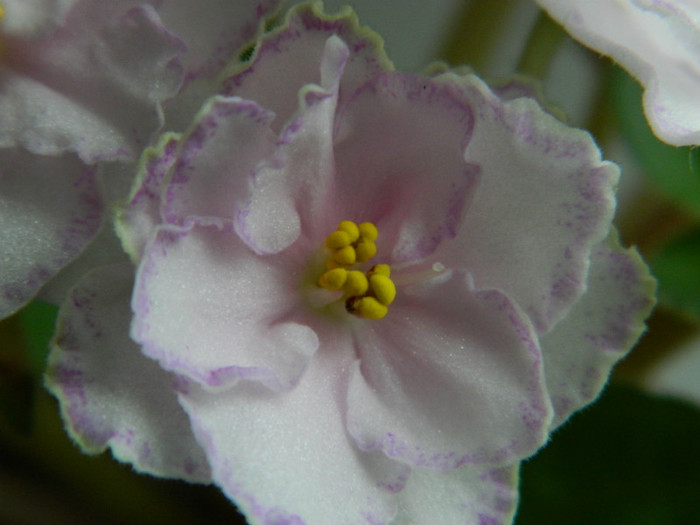 DSCN8366 - 0 VIOLETE AFRICANE-SAINTPAULIA MAI 2012