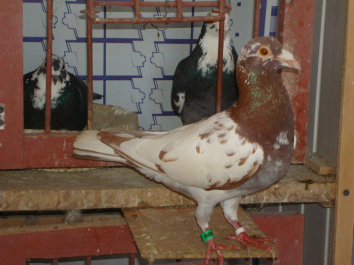 DSC08480 - meulemans