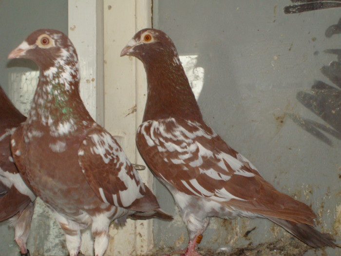 DSC08539 - meulemans